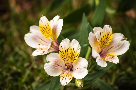 The Peruvian Lily, or Lily of the Incas, are native to South America but have become a popular and wide spread garden plant.