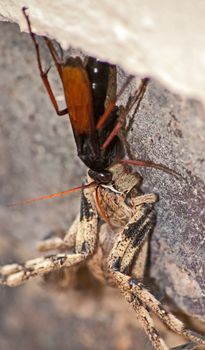 Spider eating wasp, Pompilidae Sp. with it's Rain Spider ( Palystes superciliosus) prey 1