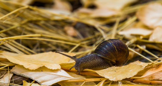closeup portrait of a roman snail, common and popular slug specie from Europe