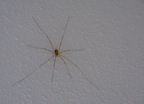 daddy longlegs spider also called harvestmen, common arachnid specie from Europe that is often found in houses