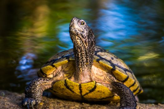 beautiful closeup of a yellow bellied cumberland slider turtle, tropical reptile specie from America