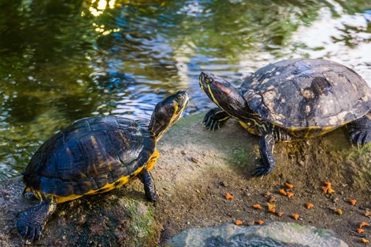 cumberland slider turtle couple together on a rock, tropical reptile specie from America