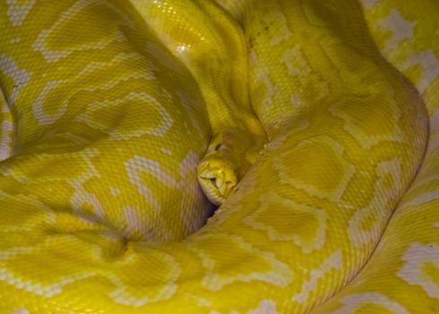 closeup of a yellow and white asian rock python, popular tropical reptile specie from India
