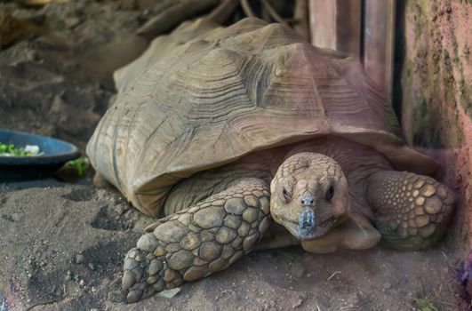 closeup portrait of a african spurred tortoise, tropical land turtle from the desert of africa, Vulnerable reptile specie