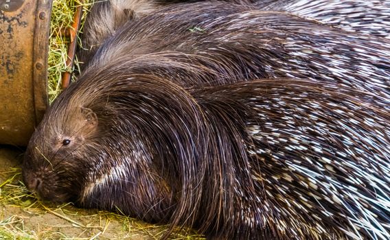 the face of a indian crested porcupine in closeup, popular tropical animal specie from Asia