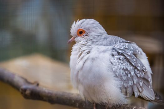 closeup portrait of a white diamond dove, color mutation, popular tropical bird specie from Australia