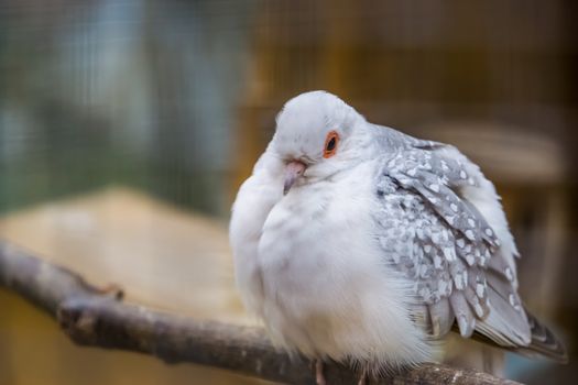 White diamond dove in closeup, color mutation, popular tropical bird specie from Australia