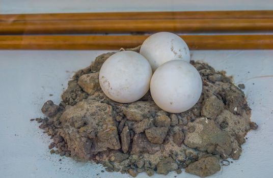 Eggs of a african spurred tortoise, Turtle reproduction, Vulnerable reptile specie