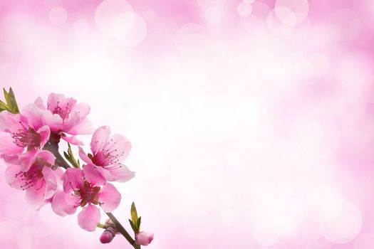 Pink blooming tree branch with bokeh effect. Light floral template with blurred background. Space for copy.