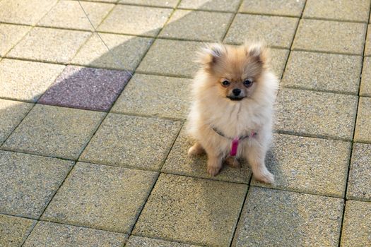 Little cute puppy of Pomeranian spitz on walk on street in breast-band and leash. Horizontal. Copy space. Animal love concept, care, decorative breeds of dogs. Selective focus.