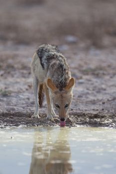 Black backed jackal in the wilderness of Africa