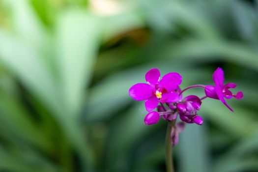 Beautiful blooming orchids in forest, On the bright sunshine