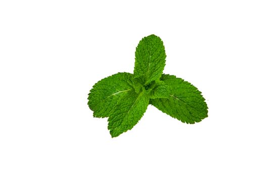 close up of mint leaf on white background