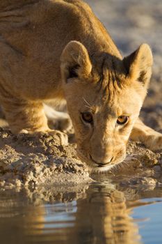 Lion cub drinking water in the wilderness of Africa