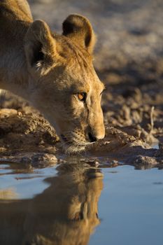 Lion cub drinking water in the wilderness of Africa