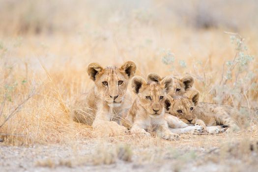 Lion cubs in the wilderness of Africa