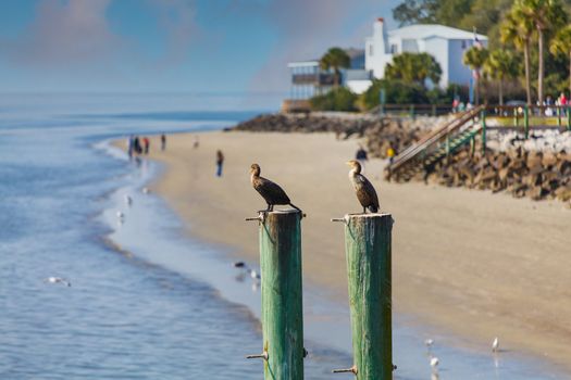 Two seabirds on pilings with people on a beach and a house in background
