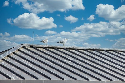 Two seagulls sitting on the tin roof of a pier under clear blue sky