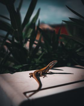 Colorful small reptile caught at sunbathing.