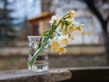 Narcissus flowers in a small glass cup in the garden