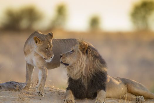 Lions mating in the wilderness of Africa