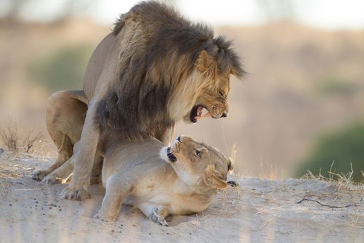 Lions mating in the wilderness of Africa