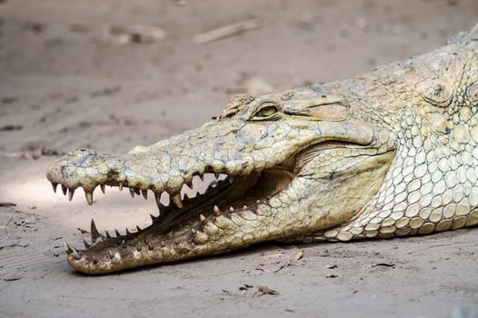A crocodile basks in the heat of Gambia, West Africa. Natural, green.