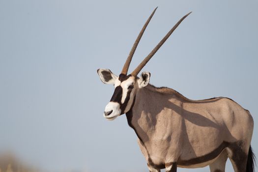 Oryx gemsbok in the wilderness of Afrca