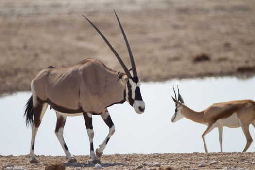 Oryx gemsbok in the wilderness of Afrca