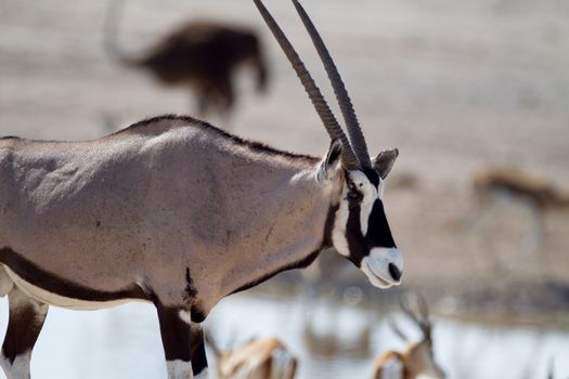 Oryx gemsbok in the wilderness of Afrca