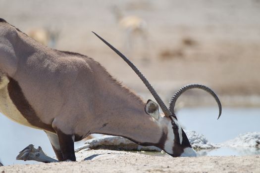 Oryx gemsbok in the wilderness of Afrca