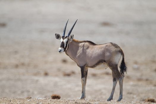 Oryx gemsbok in the wilderness of Afrca