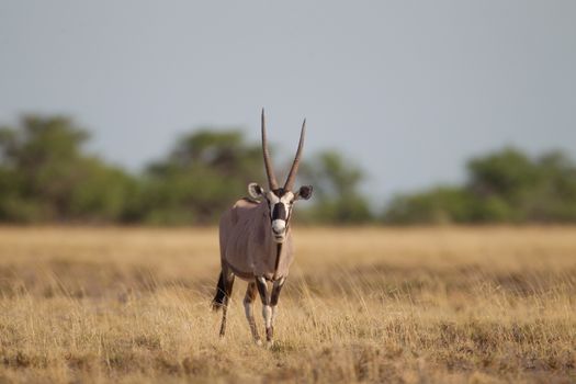 Oryx gemsbok in the wilderness of Afrca