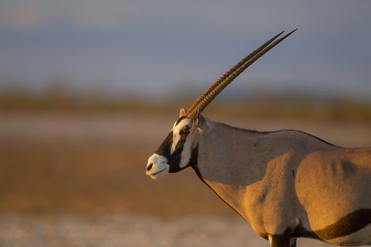 Oryx gemsbok in the wilderness of Afrca