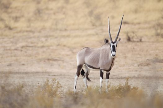 Oryx gemsbok in the wilderness of Afrca