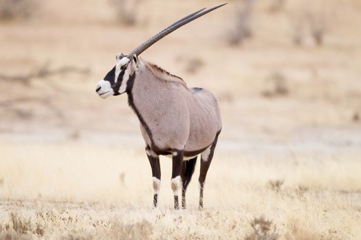 Oryx gemsbok in the wilderness of Afrca