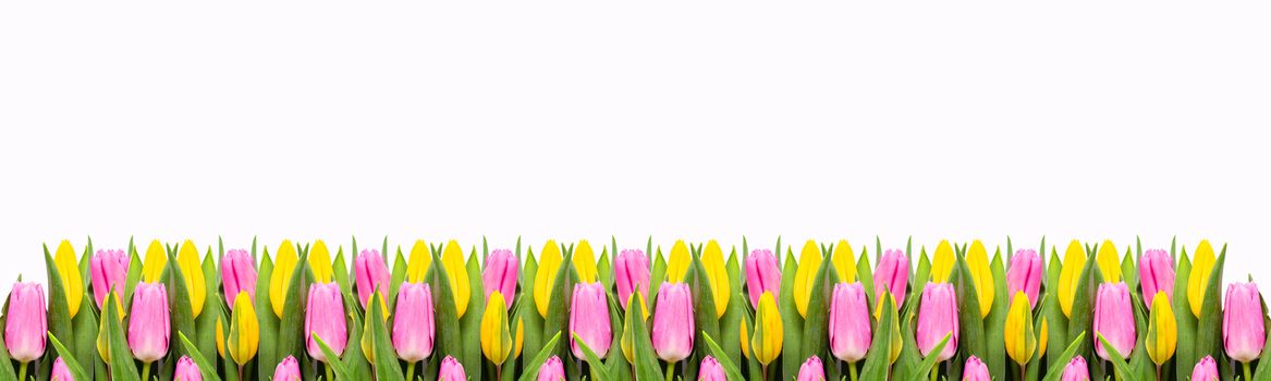 Pink and yellow tulip flowers border isolated on white background. Flat lay. Top view. Valentine's Day and Mother's Day background.