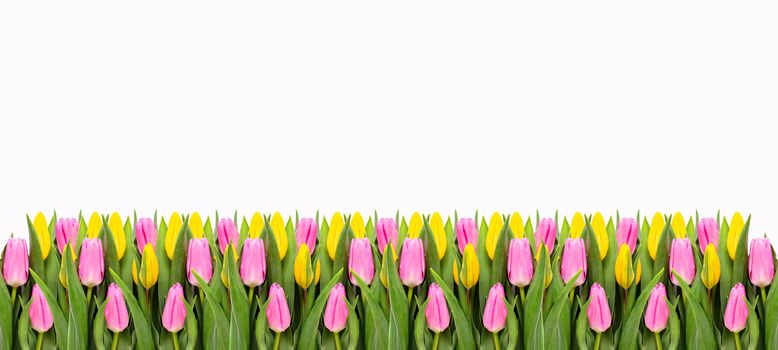 Pink and yellow tulip flowers border isolated on white background. Flat lay. Top view. Valentine's Day and Mother's Day background.