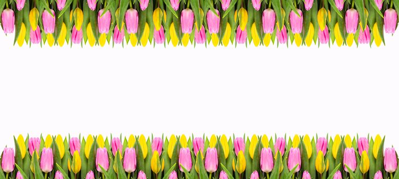 Pink and yellow tulip flowers border isolated on white background. Flat lay. Top view. Valentine's Day and Mother's Day background.