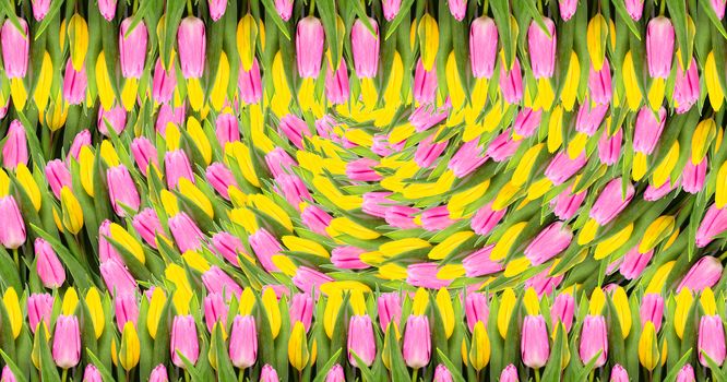 Pink and yellow tulip flowers background. Flat lay. Top view. Valentine's Day and Mother's Day background.
