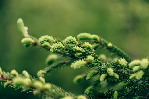 Close up of young twig of pine tree