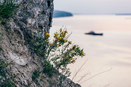 yellow flowers on cliff with river on background