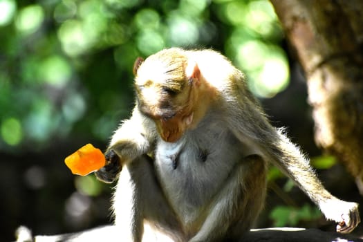 A Monkey is eating something