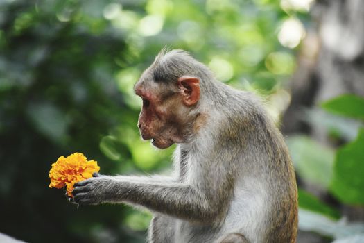 A Monkey is eating something