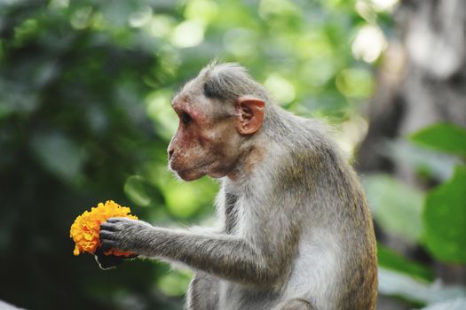 A Monkey is eating something