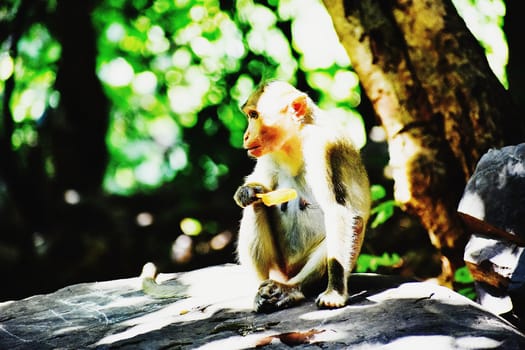 A Monkey is eating something