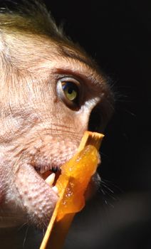 A Monkey is eating something