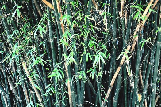 Bamboo trees in my Garden