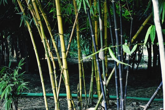 Bamboo trees in my Garden