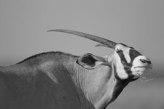 Oryx gemsbok in the wilderness of Africa